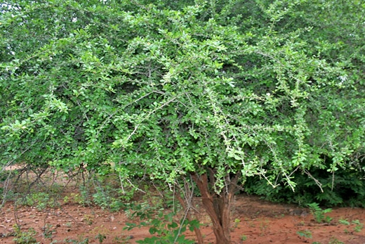 laughing tree in India